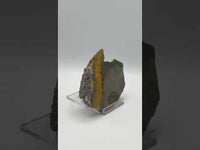 Bumblebee Jasper, Java, Indonesia #4