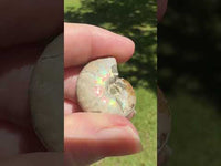 Ammonite Fossil #1