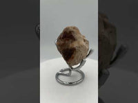 Petrified Wood Specimen #1