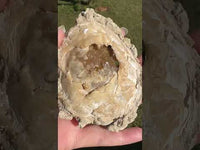 Fossilized Calcite Clam from Ruck's Pit Quarry, Florida, UV Reactive #1