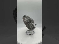 Natural Orthoceras Fossil Specimen #18