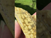 8th Vein Ocean Jasper Slab #94
