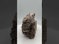 Withlacoochee River Agatized Coral #4