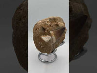 Mosasaur Tooth, Cretaceous, Oulad, Abdoun, Morocco