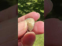 Polished Ammonite Fossil #3