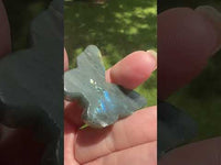 Labradorite Butterfly Skull Carving with Case