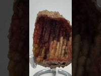 Withlacoochee River Agatized Coral #1