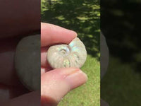 Ammonite Fossil #2