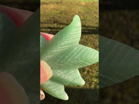 Green Aventurine Cannabis Leaf Carving #6