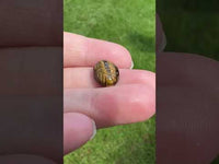 Tiger Eye Scarab 14x10mm Oval 5.70ct