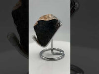 Petrified Wood Specimen #2