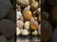 Fossil Coral Tumbles