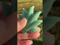 Green Aventurine Cannabis Leaf Carving #3