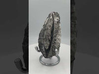 Natural Orthoceras Fossil Specimen #7