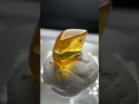 Fossil Insect Inclusion in Burmese Amber #9