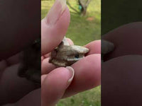 Soapstone Shark