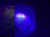 Fossilized Calcite Clam from Ruck's Pit Quarry, Florida, UV Reactive #1