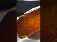 Fossil Insect Inclusion in Burmese Amber #6