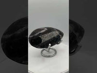 Natural Orthoceras Fossil Specimen #14