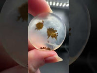 Scenic Dendritic Agate Cabochon #7