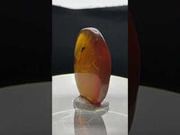 Fossil Insect Inclusion in Burmese Amber #1